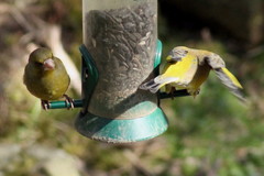 Chloris chloris