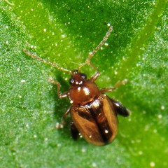 Psylliodes affinis