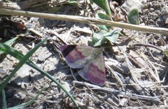 Phytometra viridaria