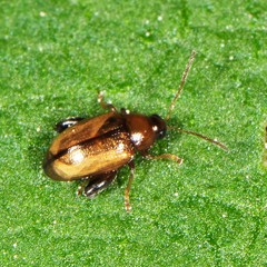 Psylliodes affinis