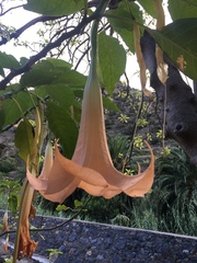 Brugmansia versicolor