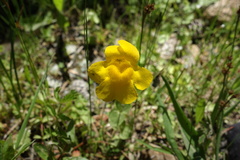 Erythranthe tilingii