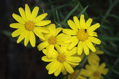 Senecio spanomerus, photograph author not stated, no rights reserved