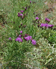 Vernonia marginata