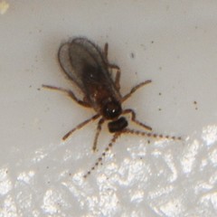 Lestremiinae