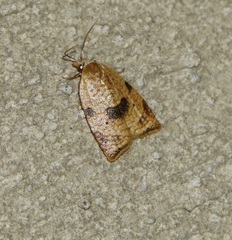 Coelostathma parallelana