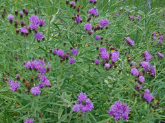 Vernonia marginata