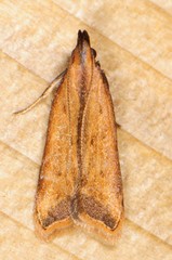 Dichomeris heriguronis