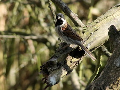 Emberiza schoeniclus