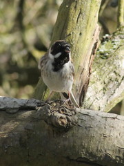 Emberiza schoeniclus