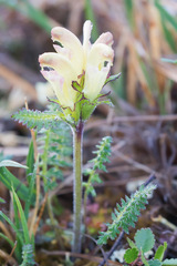 Pedicularis capitata