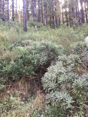 Echium acanthocarpum