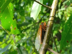 Magicicada cassinii
