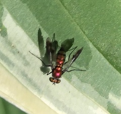 Condylostylus patibulatus