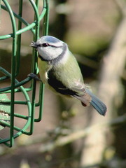 Cyanistes caeruleus