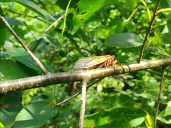 Magicicada cassinii