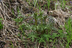 Aconitum fischeri