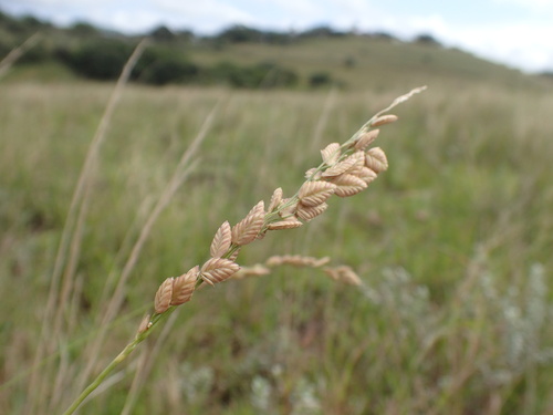 Image of Eragrostis capensis by (c) Mahomed Desai, some rights reserved (CC BY)
