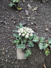 Heracleum grandiflorum