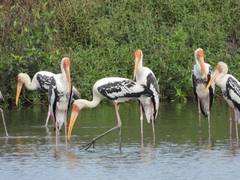 Painted Stork photo 5