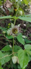 author not stated, no rights reserved Passiflora exsudans, photograph author not stated, no rights reserved