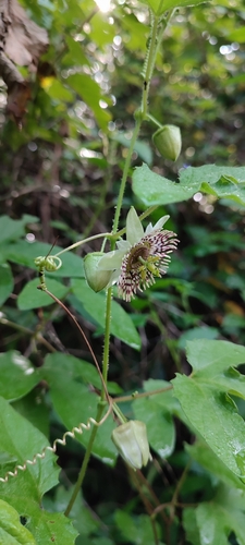 Passiflora exsudans, photograph 4