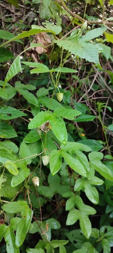 Passiflora exsudans, photograph 5