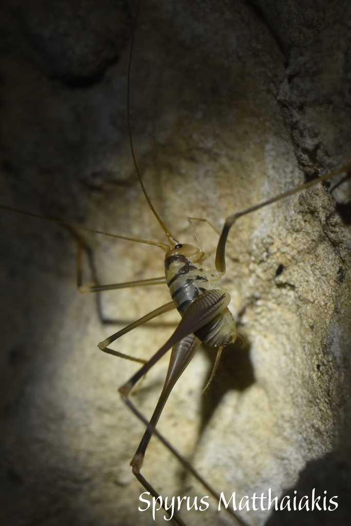 Larissa Cave-cricket