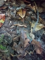 Desmognathus wrighti