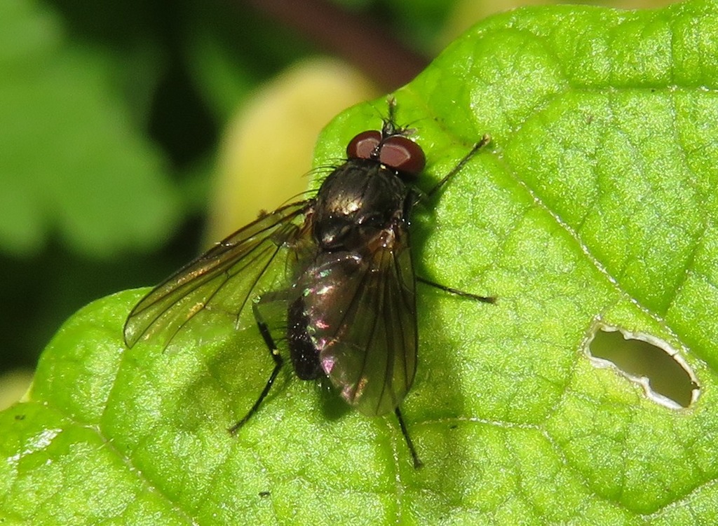Hebecnema nigra