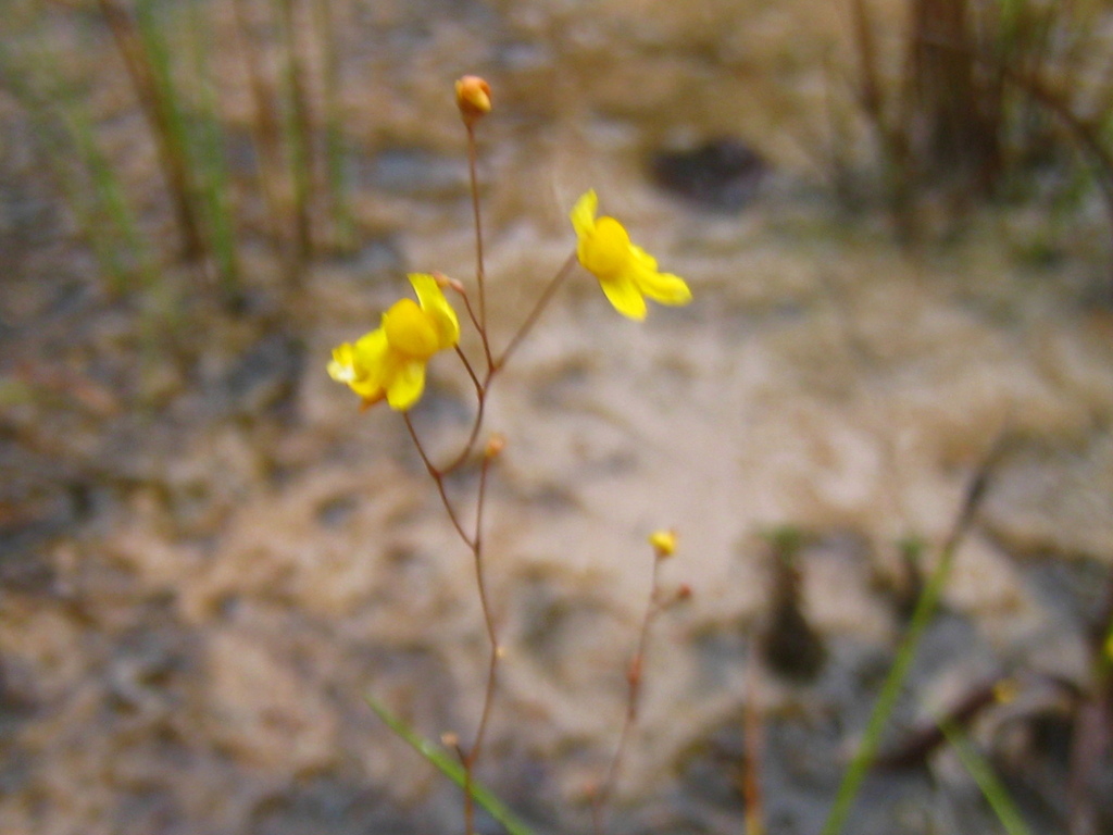 Utricularia aureomaculata Steyerm.