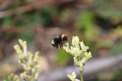 Bombus mckayi