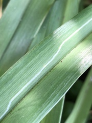 Ophiomyia kwansonis