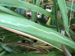Ophiomyia kwansonis