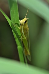 Stenacris vitreipennis