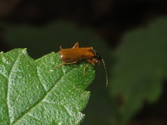 Rhagonycha lignosa