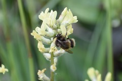 Bombus mckayi