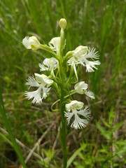 Platanthera leucophaea