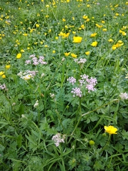 Chaerophyllum roseum