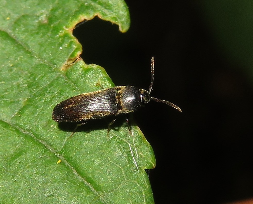 Hylis