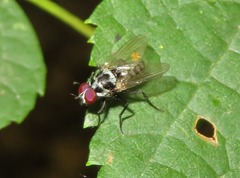 Anthomyia procellaris