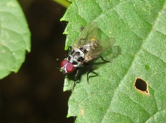 Anthomyia procellaris