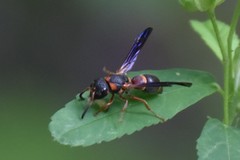 Parancistrocerus perennis anacardivora