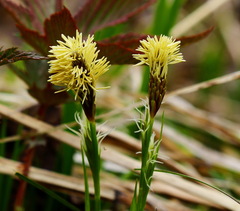 Carex longirostrata
