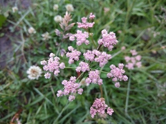 Chaerophyllum roseum