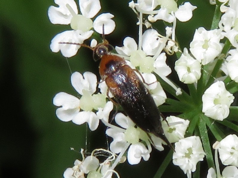 Mordellistena variegata