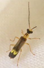 Malthinus flaveolus