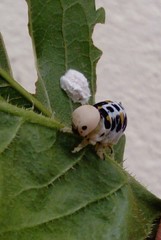 Cimbex quadrimaculatus