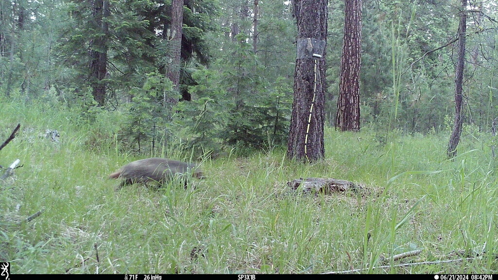 American Badger from Klamath County, OR, USA on June 21, 2024 at 08:42 ...