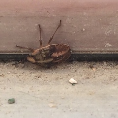 Hymenarcys nervosa